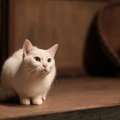 「猫侍 いやし猫DVD まるっと玉之丞」未公開写真　ｰ(C)2016「猫侍SP」製作委員会