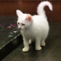 「猫侍 いやし猫DVD まるっと玉之丞」未公開写真　ｰ(C)2016「猫侍SP」製作委員会