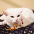 猫の日記念「猫侍」あなごの秘蔵写真一挙公開！悶絶必至の激萌え“子猫”時代も・画像