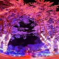 都心から1時間の荘厳“夜桜”体験！「さがみ湖夜桜イルミネーション」・画像