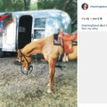 チャニング・テイタムの馬　(c)Instagram