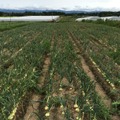 フジオファームとの業務提携により、鳥取県にある自社農場で栽培さらた葉野菜などを提供