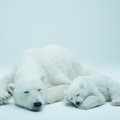 「Animals As Art」ポーラーベア《 シロクマ 》親子