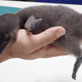 1月13日生まれのケープペンギンの赤ちゃん（生後11日目の写真）