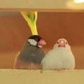 もふもふ鳥と触れあいタイム 鳥好き必見！ 心斎橋「ことりカフェ」