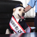『きな子〜見習い警察犬の物語〜』　-(C) 2010「きな子〜見習い警察犬の物語〜」製作委員会