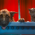 動物好き必見！キュート＆ふてぶてしい犬猫が競演『キャッツ＆ドッグス』特別映像到着・画像