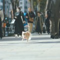 フジカラー年賀状WEB動画「戌年に犬とつくる年賀状」篇