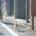 フジカラー年賀状WEB動画「戌年に犬とつくる年賀状」篇