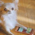 フジカラー年賀状WEB動画「戌年に犬とつくる年賀状」篇