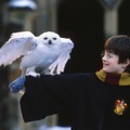 『ハリー・ポッターと賢者の石』TM & (C) 2001 Warner Bros. Ent. , Harry Potter Publishing Rights (C) J.K.R.