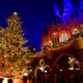TDLで話題の生木のクリスマスツリー☆(C) Disney