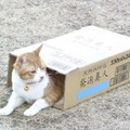 『トラさん～僕が猫になったワケ～』（C）板羽皆／集英社・2019「トラさん」製作委員会