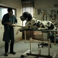 マッテオ・ガローネ監督最新作、犬たちが目撃する不条理な人間の世界…『ドッグマン』予告編・画像