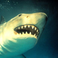 『ジョーズ3』 (C) APOLLO