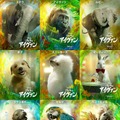 『ゴリラのアイヴァン』個性豊かな動物キャラたちがキメポーズ！ポスター到着・画像