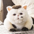 「おじさまと猫」（C）「おじさまと猫」製作委員会