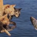 『劇場版 岩合光昭の世界ネコ歩き あるがままに、水と大地のネコ家族』　(C) 「劇場版 岩合光昭の世界ネコ歩き2」製作委員会　(C) Mitsuaki Iwago