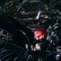 『椿の庭』（C）2020 “A Garden of Camellias” Film Partners