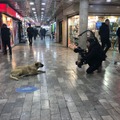 『ストレイ 犬が見た世界』メイキング　(C)2020 THIS WAS ARGOS,LLC