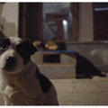 【当選者のみ入室可能】『ストレイ 犬が見た世界』シネマカフェオンライン試写室