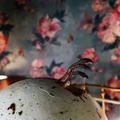 『ハッチング―孵化―』 （C） 2021 Silva Mysterium, Hobab, Film i Väst
