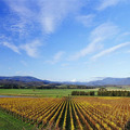 オーストラリアで最も冷涼な気候で知られるワインの名醸地ヴィクトリア州ヤラ・ヴァレーにある「ワイナリー ドメーヌ シャンドン」