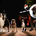 『テッド』のスタジオが贈る、捨て犬たちの復讐珍道中『スラムドッグス』公開・画像