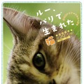 『ルー、パリで生まれた猫』猫チラシ　© 2023 MC4–ORANGE STUDIO–JMH & FILO Films