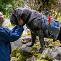 『ルー、パリで生まれた猫』　© 2023 MC4–ORANGE STUDIO–JMH & FILO Films