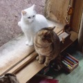『ルー、パリで生まれた猫』　© 2023 MC4–ORANGE STUDIO–JMH & FILO Films