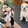 『愛の不時着』ソン・イェジン、愛犬とのささやかな日常に“ほっこり”。「おやつも食べたのに…」【PHOTO】