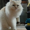 『猫たちと7000マイルの旅』©2025 Gray Hat Productions LLC All Rights Reserved