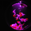 金魚が泳ぐ納涼美。アートアクアリウム2013が日本橋で開催