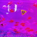 金魚が泳ぐ納涼美。アートアクアリウム2013が日本橋で開催