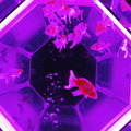 金魚が泳ぐ納涼美。アートアクアリウム2013が日本橋で開催