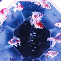 金魚が泳ぐ納涼美。アートアクアリウム2013が日本橋で開催