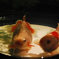 金魚が泳ぐ納涼美。アートアクアリウム2013が日本橋で開催