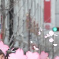 春一番に舞った桜の花びら