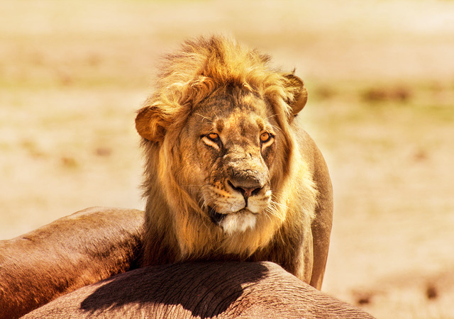 『ネイチャー』-(C)BBC Earth Productions (Africa) Limited and Reliance Prodco EK LLC 2014