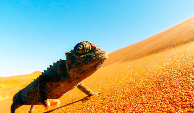 『ネイチャー』-(C)BBC Earth Productions (Africa) Limited and Reliance Prodco EK LLC 2014