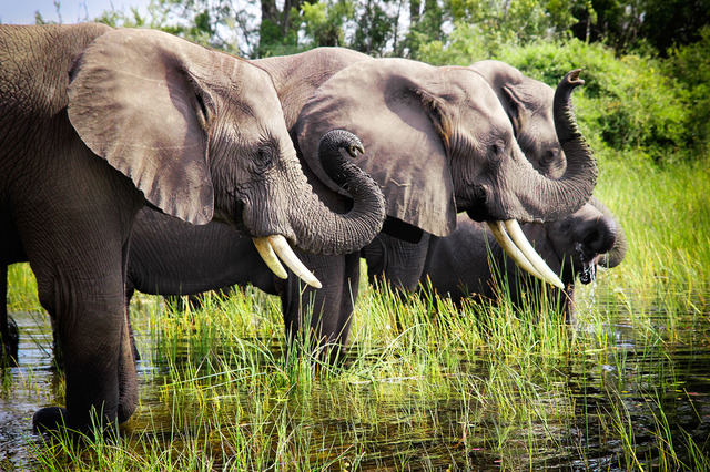 『ネイチャー』-(C)BBC Earth Productions (Africa) Limited and Reliance Prodco EK LLC 2014