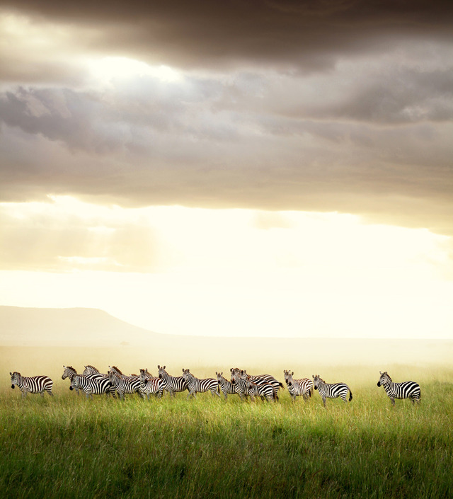 『ネイチャー』-(C)BBC Earth Productions (Africa) Limited and Reliance Prodco EK LLC 2014