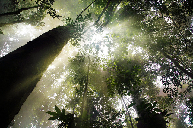 『ネイチャー』-(C)BBC Earth Productions (Africa) Limited and Reliance Prodco EK LLC 2014