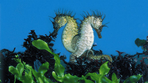 『グレート・ビギン』　サブ1