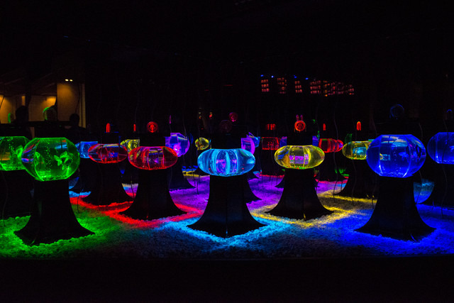 アクアリウムを照明に見立てた「ボンボリウム」