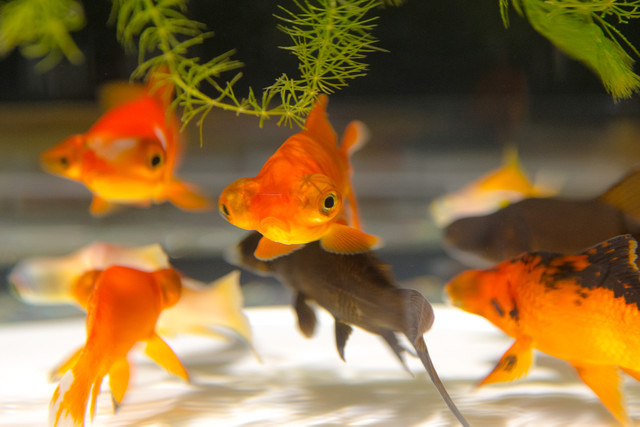 金魚を上から楽しむ作品「金魚品評」