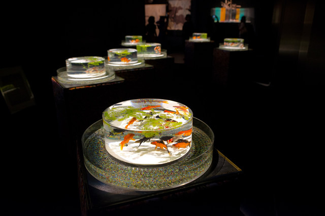 金魚を上から楽しむ作品「金魚品評」