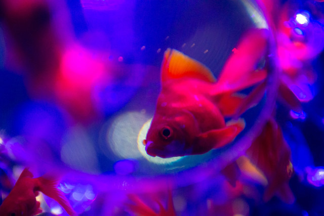 ECO EDO 日本橋 アートアクアリウム2014 ―江戸・金魚の涼―＆ナイトアクアリウム開催