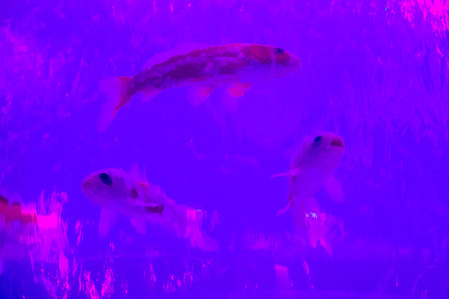 珍しい金魚がそろう「金魚コレクション」